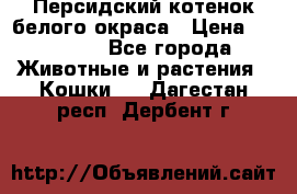 Персидский котенок белого окраса › Цена ­ 35 000 - Все города Животные и растения » Кошки   . Дагестан респ.,Дербент г.